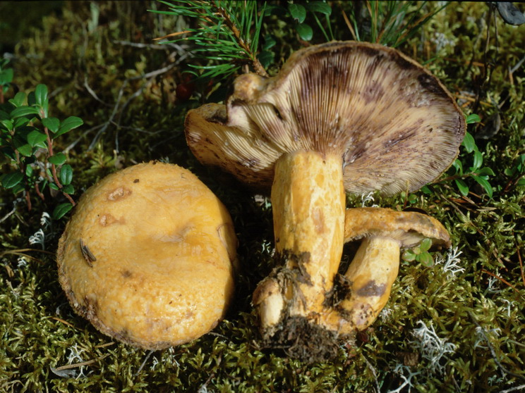 Specie interessanti dalla LAPPONIA due